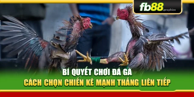 Bí quyết chơi đá gà – Cách chọn chiến kê mạnh thắng liên tiếp