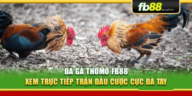 Đá Gà Thomo Fb88 – Xem Trực Tiếp Trận Đấu Cược Cực Đã Tay