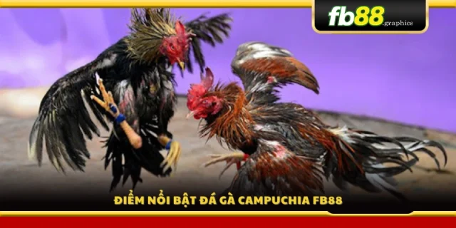 Những ưu điểm nổi bật khi tham gia đá gà Campuchia tại FB 88