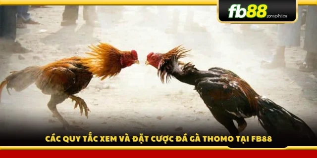 Hướng dẫn chi tiết quy tắc xem và đặt cược đá gà Thomo 