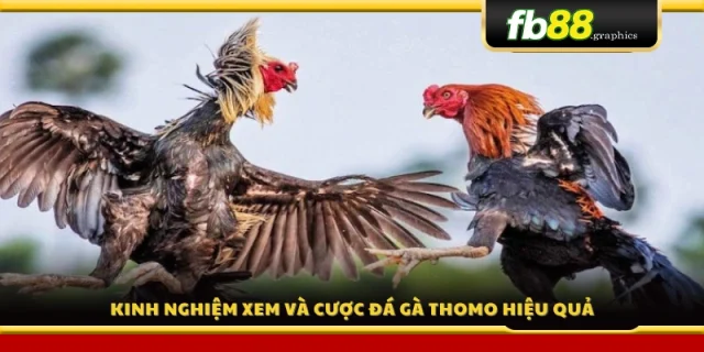 Bí quyết đặt cược đá gà Thomo giúp tăng cơ hội thắng 